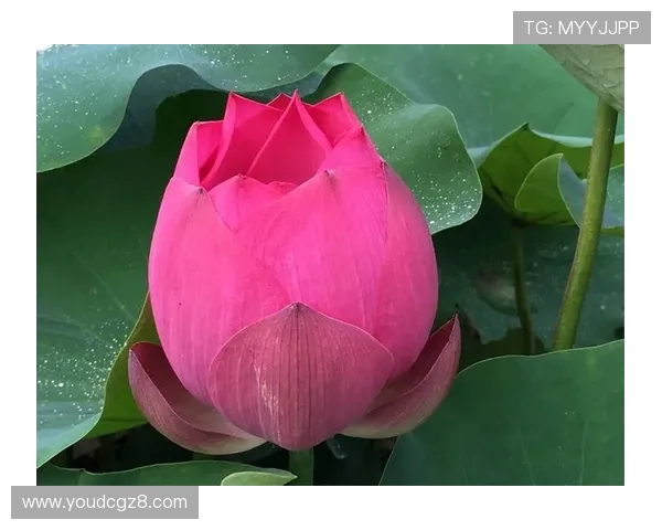 桑妮·雷奥妮：打破桎梏，绽放别样风情